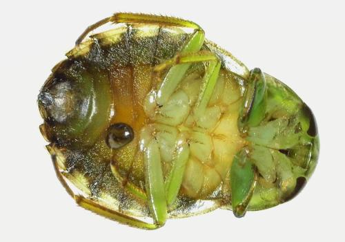 Naucoris maculatus